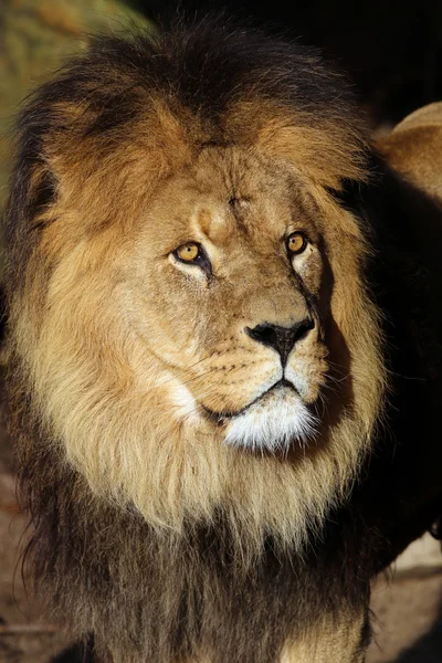 Grote leeuw in de jungle — Stockfoto
