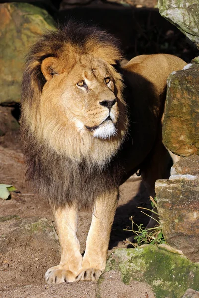 Grote leeuw in de jungle — Stockfoto