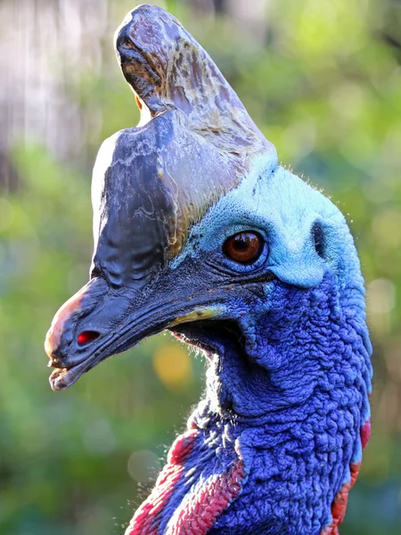 Pájaro casuariidae azul —  Fotos de Stock