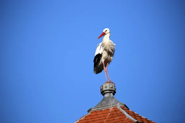 屋根の上のコウノトリの鳥 — ストック写真