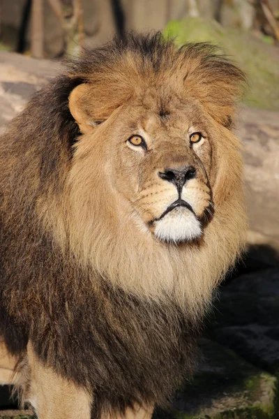 Big Lion head — Stock Photo, Image