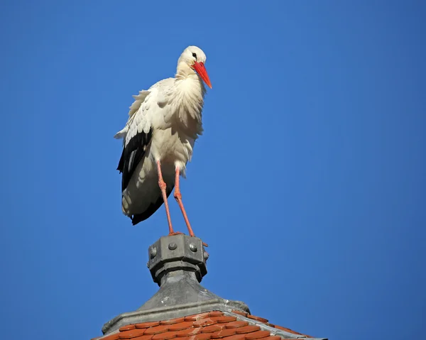 Storchenvogel auf Dach — Stockfoto