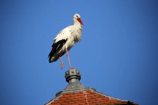 屋根の上のコウノトリの鳥 — ストック写真