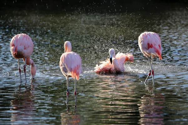 Pink flamingos in water — Stock Photo, Image