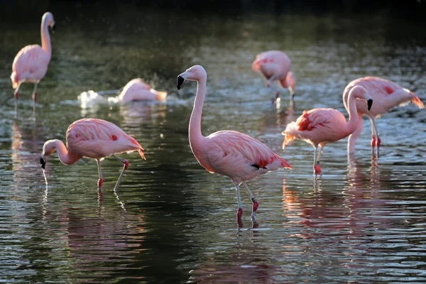 Pink flamingos in water — Stock Photo, Image