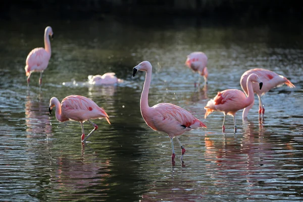 Pink flamingos in water — Stock Photo, Image