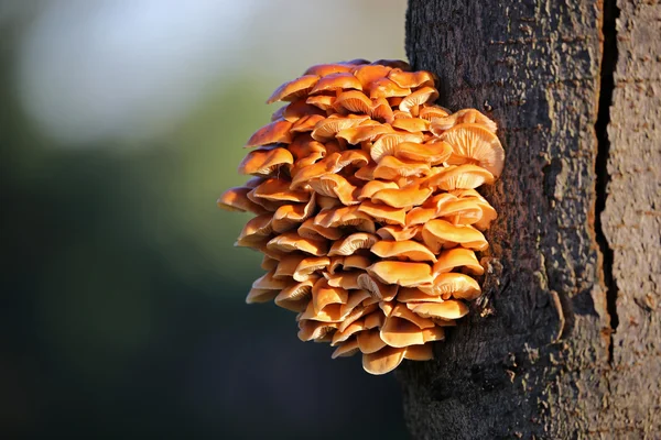Oranje paddestoelen op een boom — Stockfoto