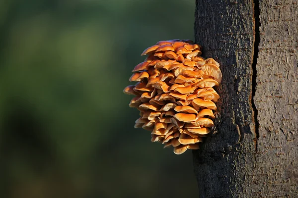 Oranje paddestoelen op een boom — Stockfoto