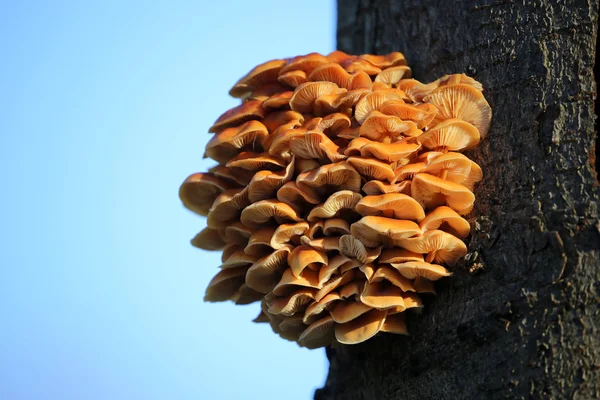 Oranje paddestoelen op een boom — Stockfoto