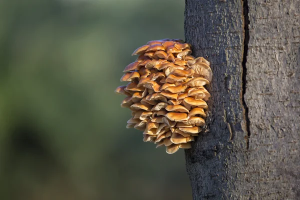 La seta anaranjada sobre el árbol —  Fotos de Stock