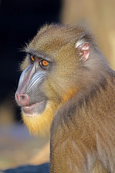 Мандрил мавпи відкритий — стокове фото