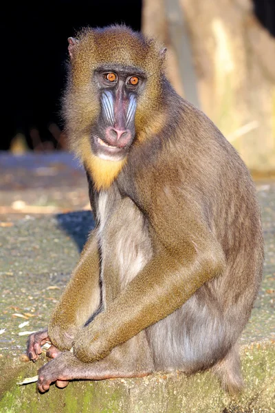 Mandrill monkey utomhus — Stockfoto