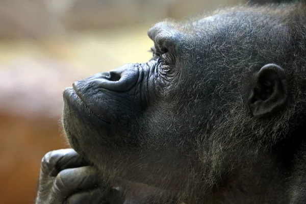 Terug gorilla aap — Stockfoto