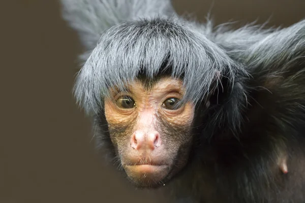 Spider monkey head — Stock Photo, Image