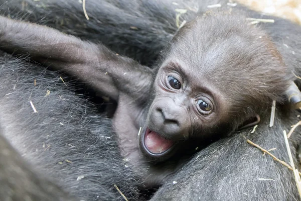 Gorilla bebé con madre — Foto de Stock