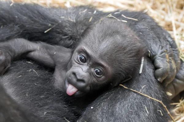 Gorilla baby met moeder — Stockfoto