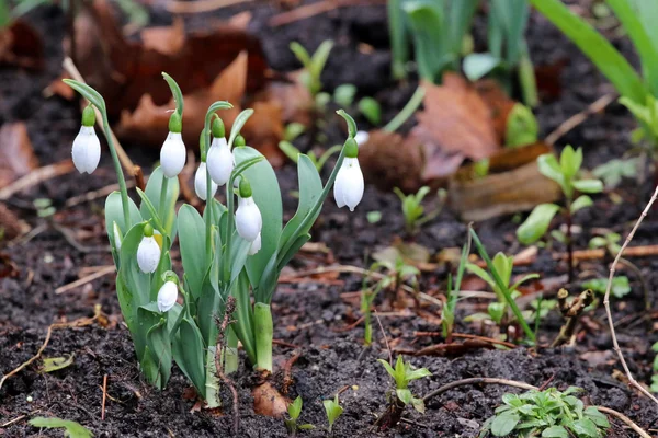 Hermosas gotas de nieve florecen —  Fotos de Stock