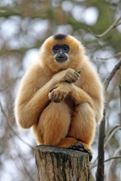 Gibbon apa på trä Stock — Stockfoto