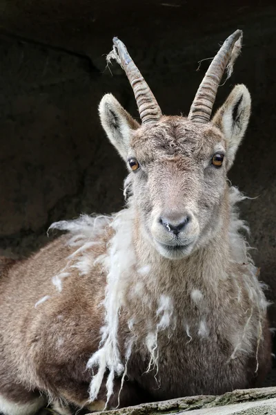 Overwinteringsgebieden Alpine Steenbok — Stockfoto