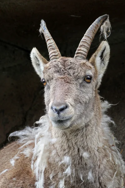 Moulting Alpine ibex — Stock Photo, Image