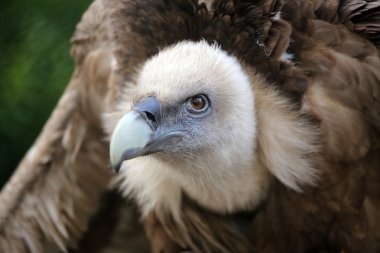 büyük akbaba kuşu 