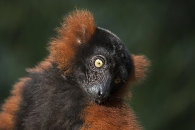 cute red lemur  clipart
