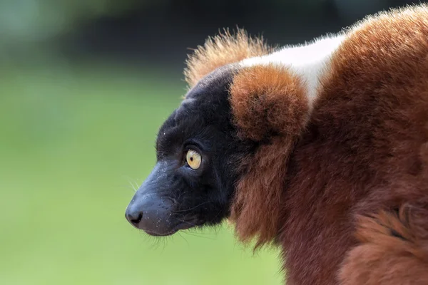 Cap roșu de lemur — Fotografie, imagine de stoc