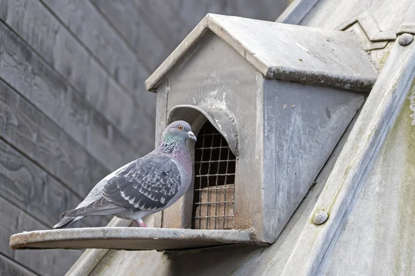 Güzel güvercin kuşu — Stok fotoğraf