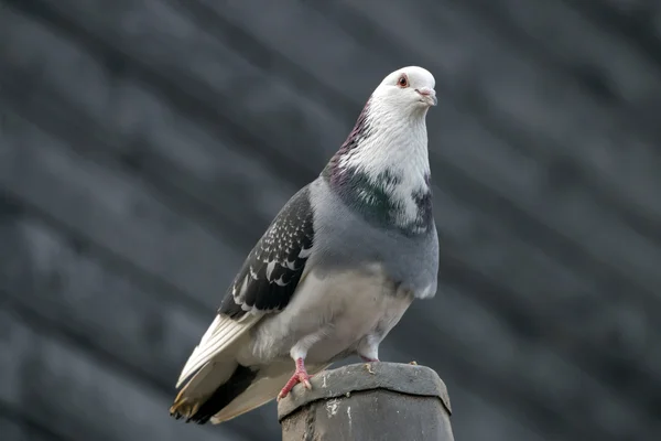 Belo pombo pássaro — Fotografia de Stock