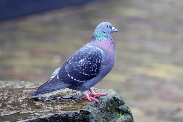 Pigeon oiseau sur pierre — Photo