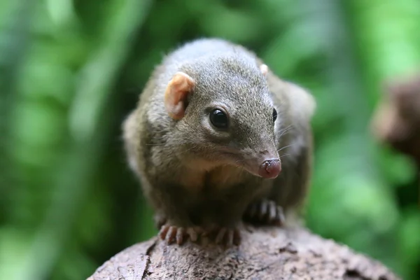 Niedliche braune Tupaia — Stockfoto