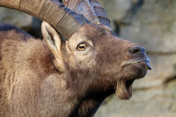 Alpine ibex head — Stock Photo, Image