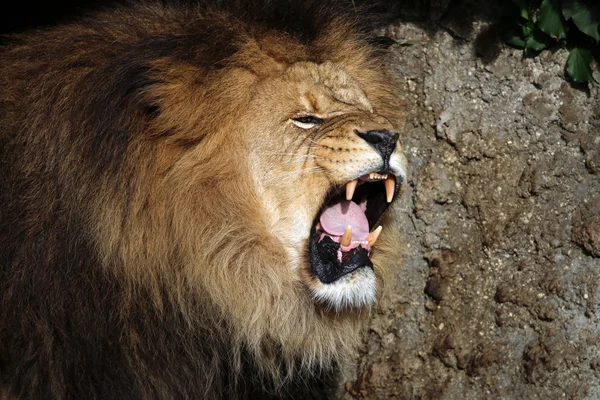 Cabeza de león agresivo — Foto de Stock