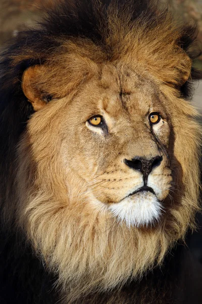 Big lion head — Stock Photo, Image