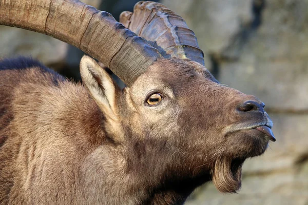 Cabeça de ibex alpina — Fotografia de Stock