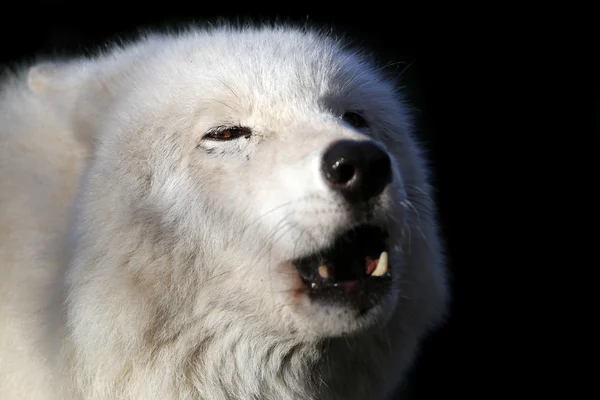 Howling white wolf — Stock Photo, Image