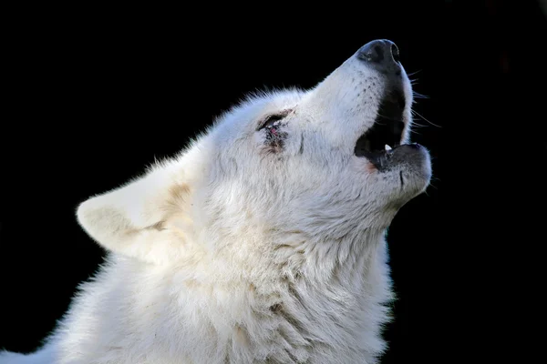 Uivando lobo branco — Fotografia de Stock