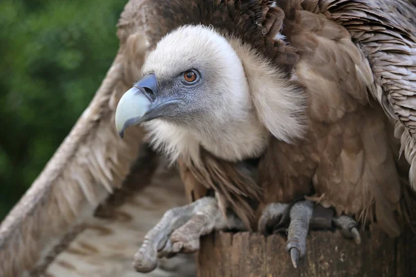 Big vulture bird — Stock Photo, Image