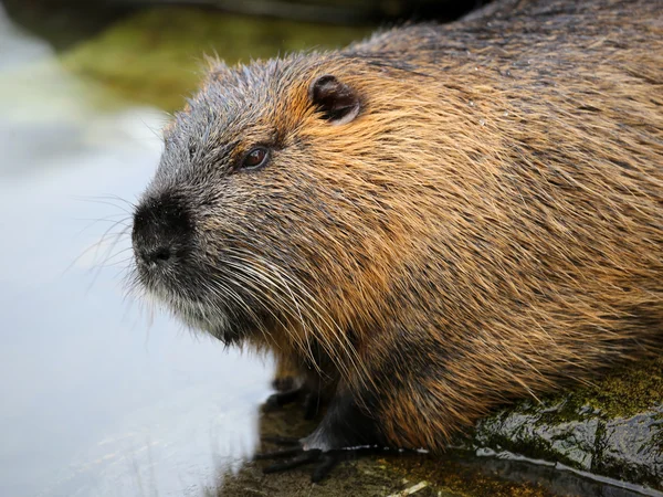 Tupaia Kopf in der Nähe von Wasser — Stockfoto