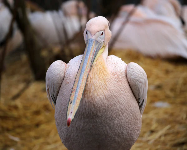 Симпатичная пеликанская птица — стоковое фото