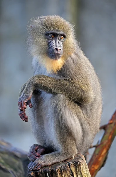 Mandrillo seduto sull'albero — Foto Stock