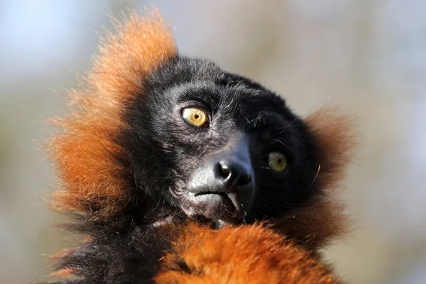 Ładny czerwony lemur — Zdjęcie stockowe