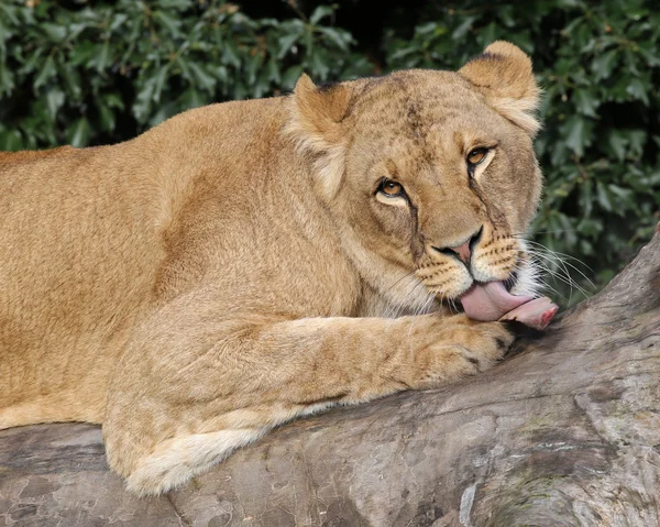 Leona acostada en el árbol — Foto de Stock