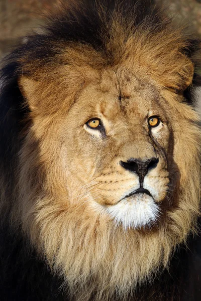 Big lion head Stock Photo