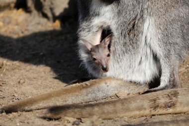 Kanguru joey bir çantada