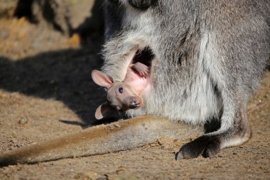 Kanguru joey bir çantada