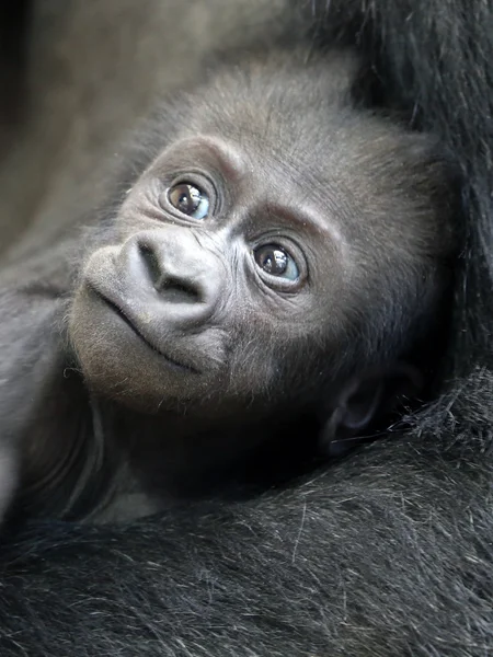 Baby Gorilla i mors händer — Stockfoto