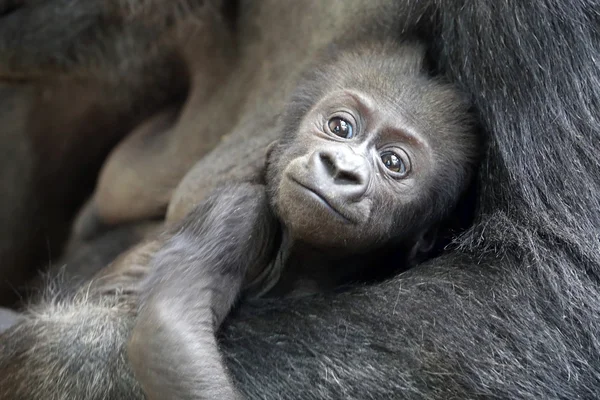 Baby Gorilla i mors händer — Stockfoto