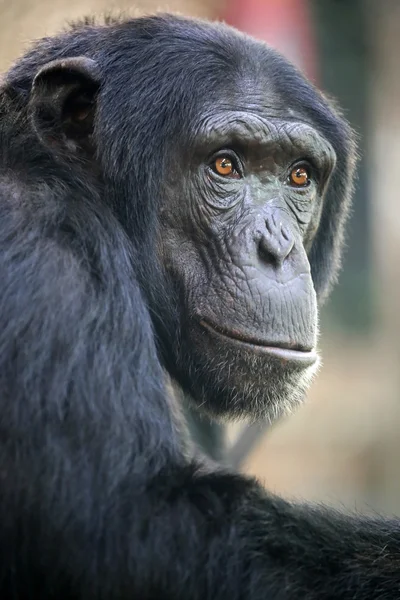 Black chimpanzee portrait — Stock Photo, Image