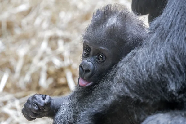 Gorille bébé dans les mains de la mère — Photo